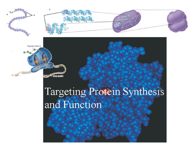 Targeting Protein Synthesis and Function